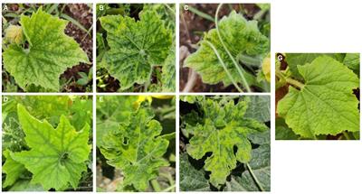 A distinct strain of tomato leaf curl New Delhi virus that causes mosaic disease in ash gourd and other cucurbitaceous crops